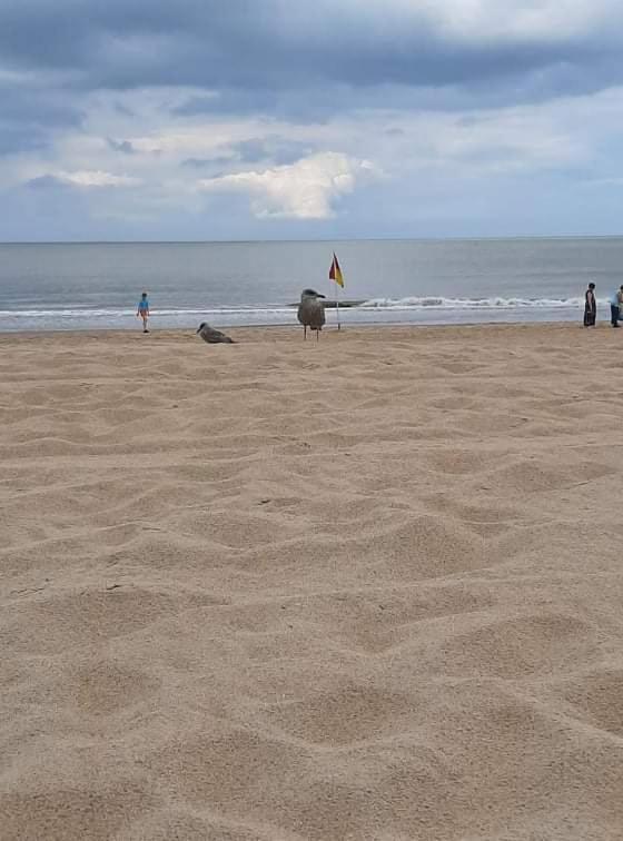 Appartement "Zeezicht 002" Ostende Kültér fotó